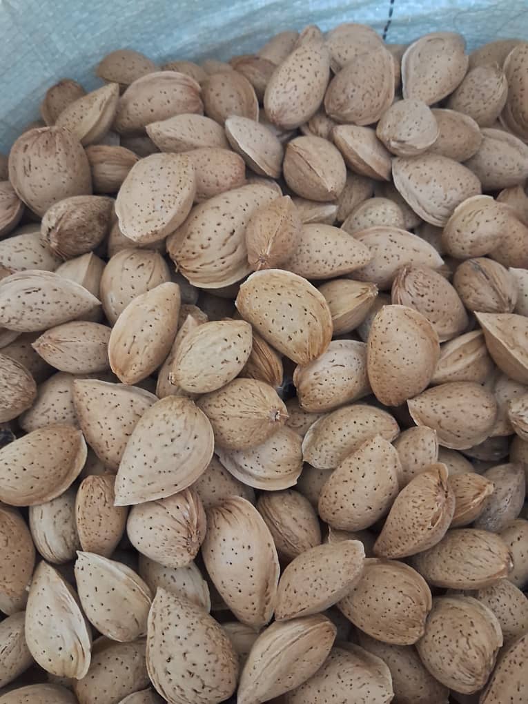 تصویر 2 از بادام سنگی مرغوب انتخاب اول خشکبار فروشان حرفه‌ای