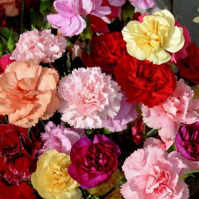 تصویر 2 از فروش فوق‌ العاده و صادراتی گل شاخه بریده میخک