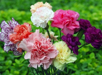 تصویر 3 از فروش فوق‌ العاده و صادراتی گل شاخه بریده میخک