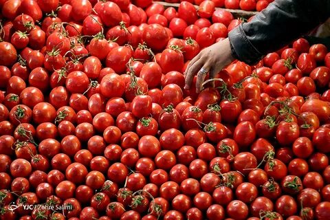 تصویر 4 از مرکز خرید و فروش رب گوجه فرنگی