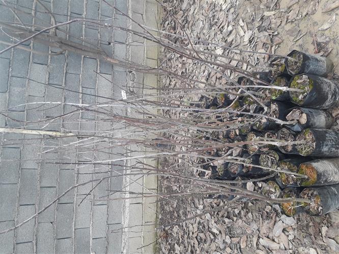 تصویر 1 از خرید و قیمت نهال سیب گلاب بهاره فروش عمده