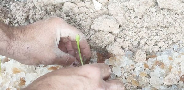 تصویر 1 از فروش عمده هیدروژل کشاورزی صادراتی با جذب بالا