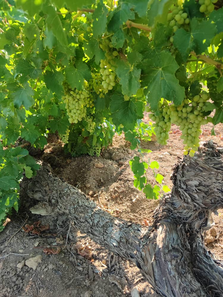 تصویر 2 از خرید آبغوره شیراز