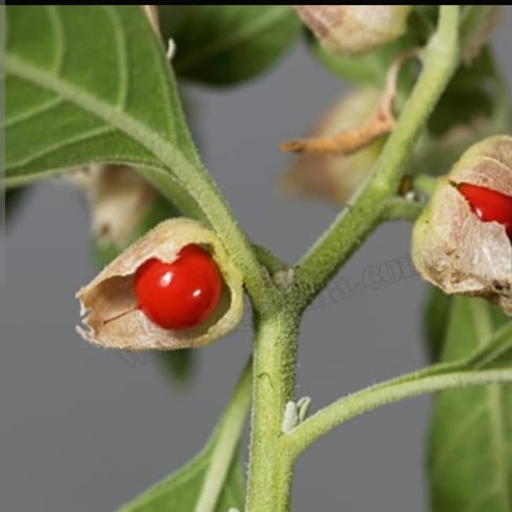تصویر 4 از خواص بی نظیر آشواگاندا اعلا
