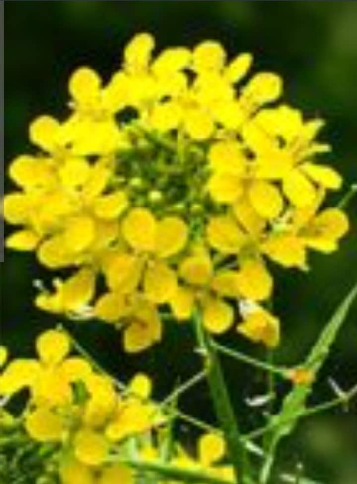 تصویر 1 از خواص بی نظیر آشواگاندا اعلا