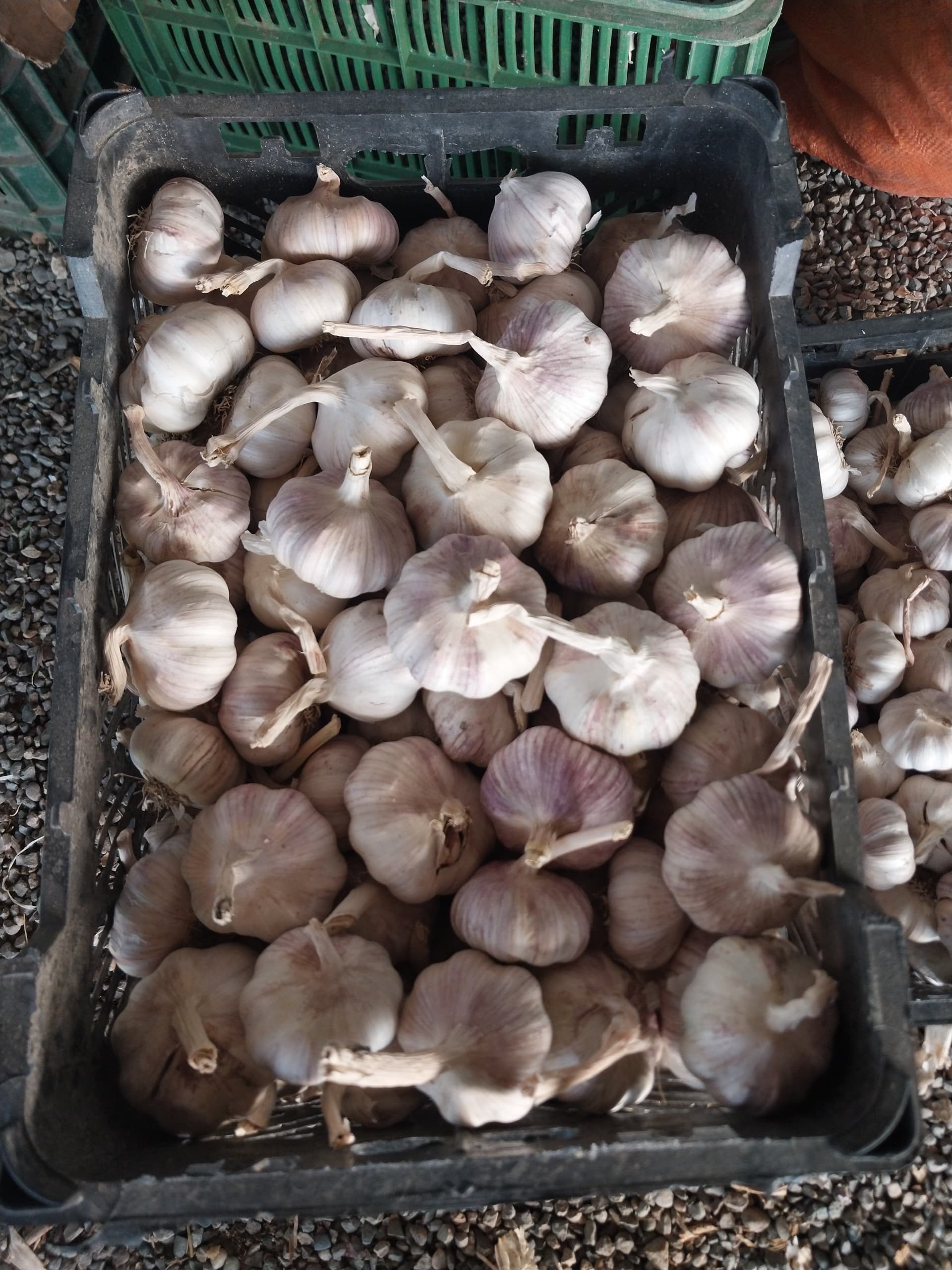 تصویر 1 از سیر قرمز بذری پارس آباد خرید