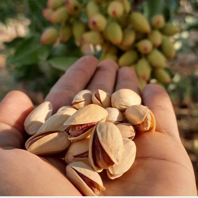 تصویر 4 از پسته اکبری + خرید و فروش عمده