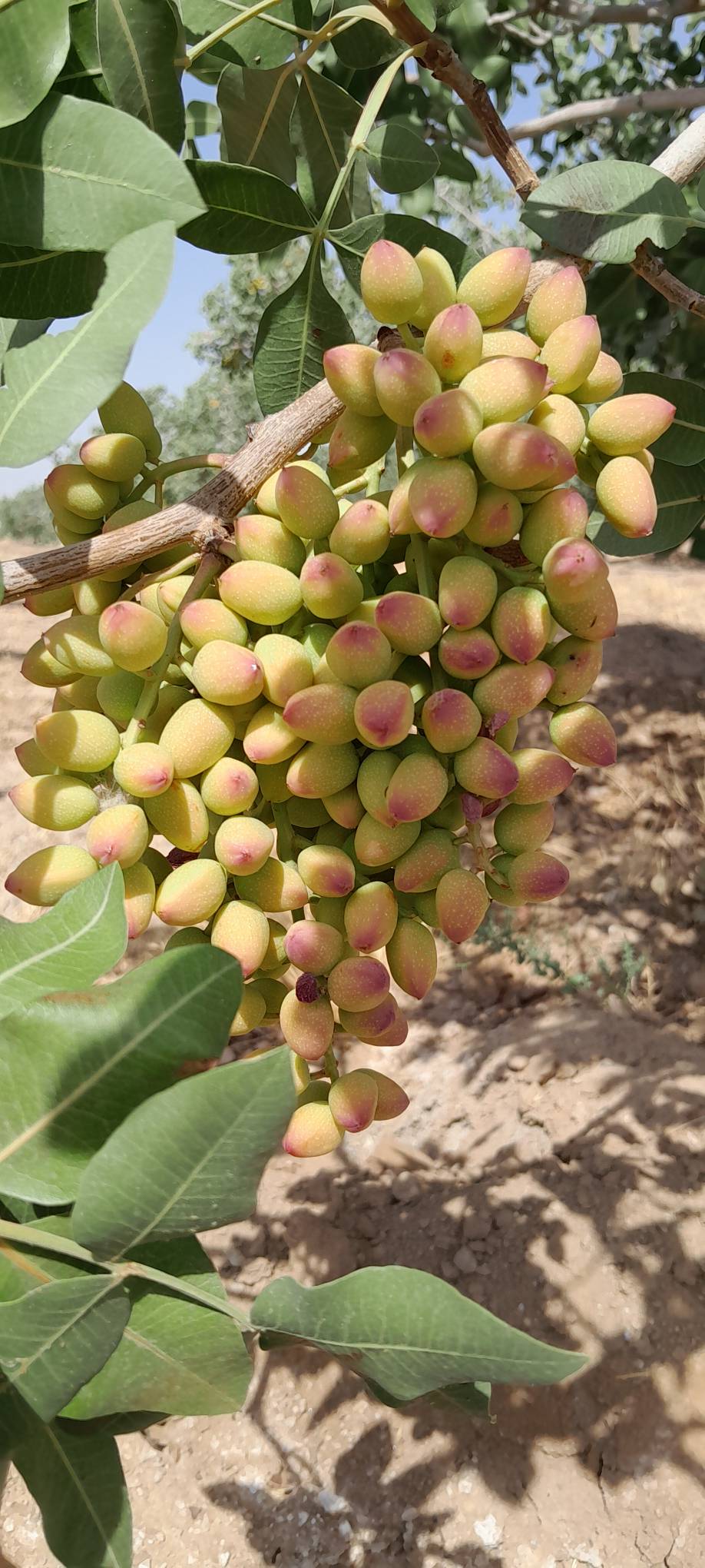 تصویر 3 از فروش پسته فندقی رفسنجان + فروش ارزان