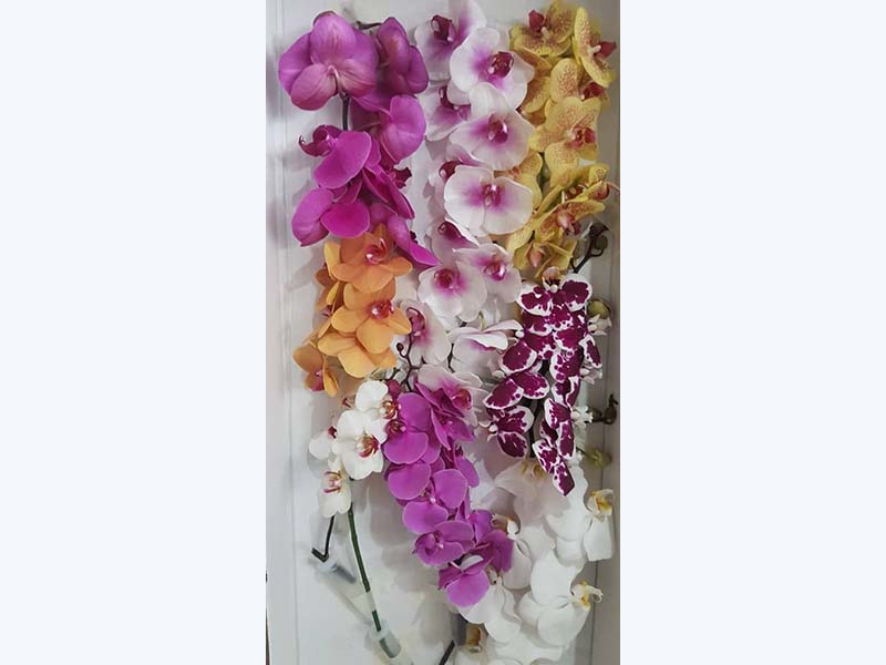 تصویر 3 از فروش صادراتی گل شاخه بریده ارکیده