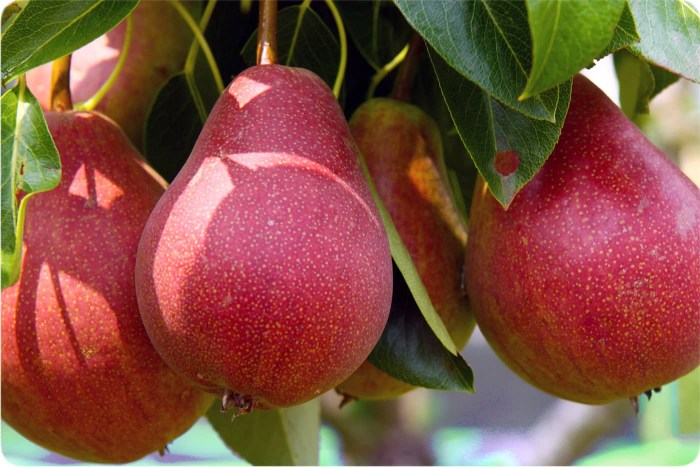 تصویر 3 از قیمت ارزان نهال گلابی ردآنجو + فروش عمده