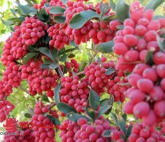 زرشک نهال بیرجند از بهترین باغات با طعم طبیعی