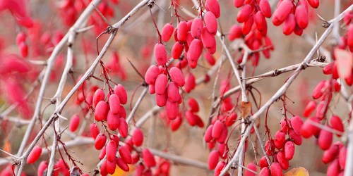 تصویر 1 از فروش ویژه نهال زرشک خوراکی