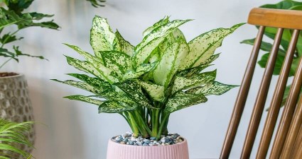 تصویر 1 از خرید باور نکردنی بهترین گل آپارتمانی آگلونما سفید