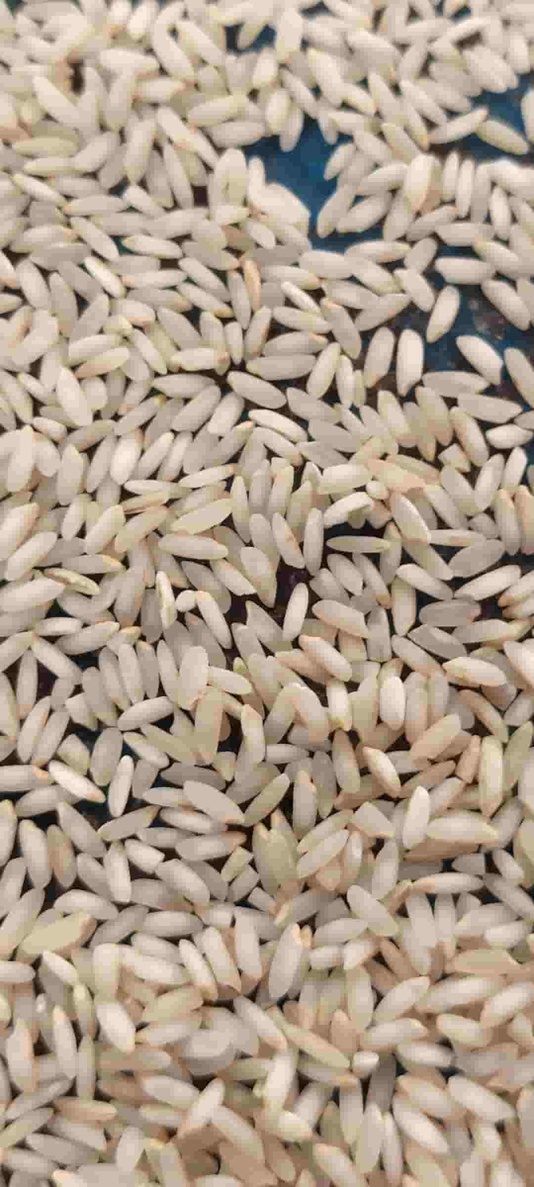 تصویر 4 از قیمت برنج عنبر بو درجه یک شوشتر