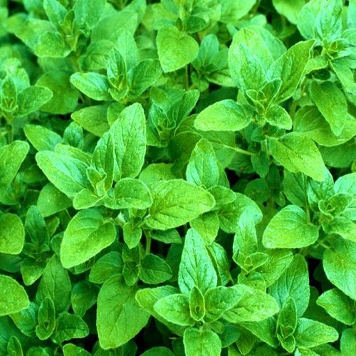 تصویر 1 از عرق گل پونه + طبیعی