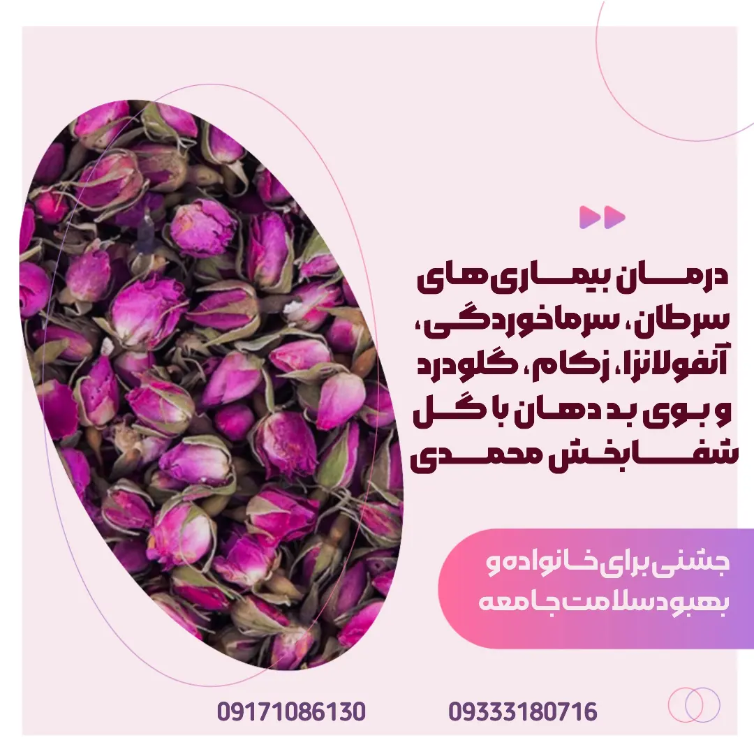 خرید غنچه گل محمدی فله ای