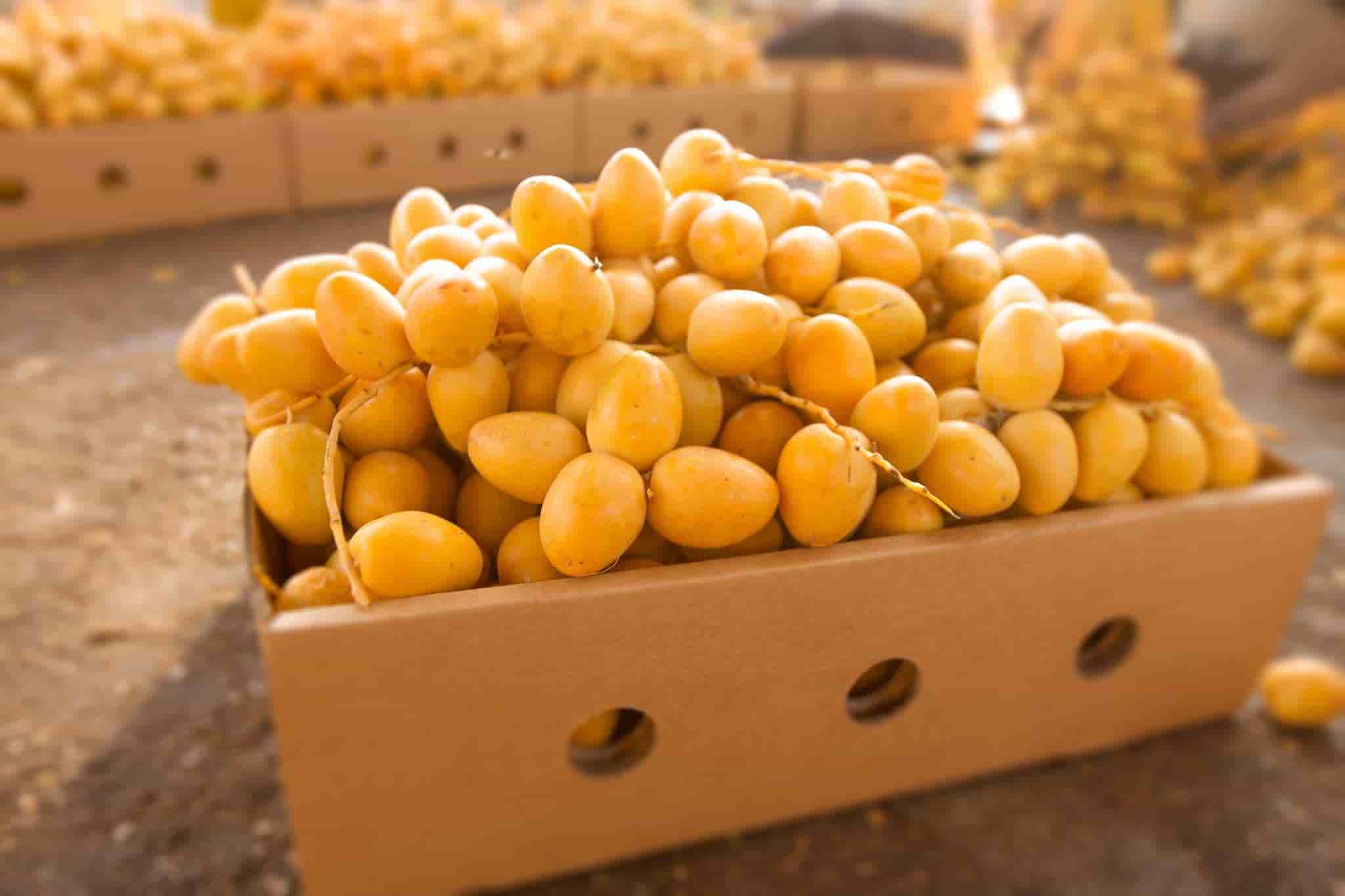 تصویر 4 از قیمت عمده خارک برحی صادراتی + خرید