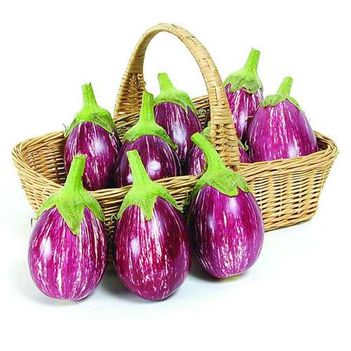 تصویر 3 از خرید بادمجان صادراتی + فروش عمده
