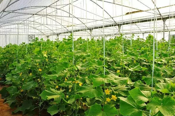 تصویر 2 از قیمت خیار سبز گلخانه ای + خرید