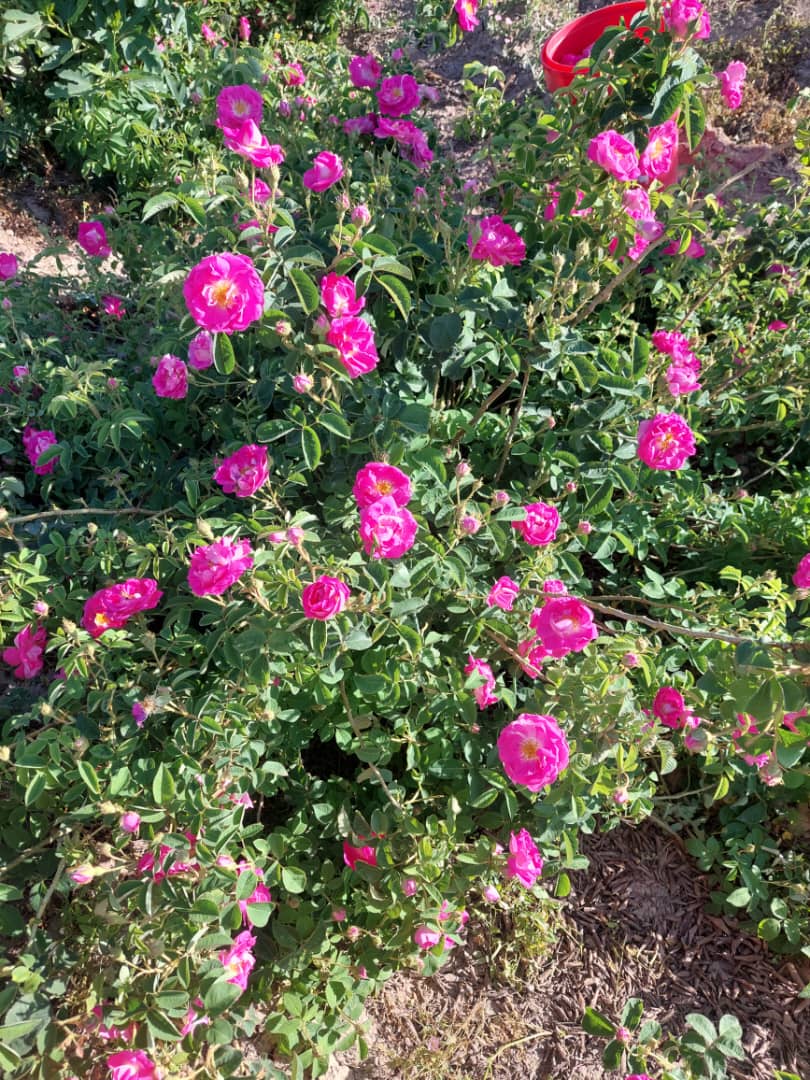 لیست قیمت خرید پر گل محمدی درجه یک