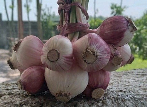تصویر 4 از قیمت خرید سیر تازه خشک + فروش ویژه
