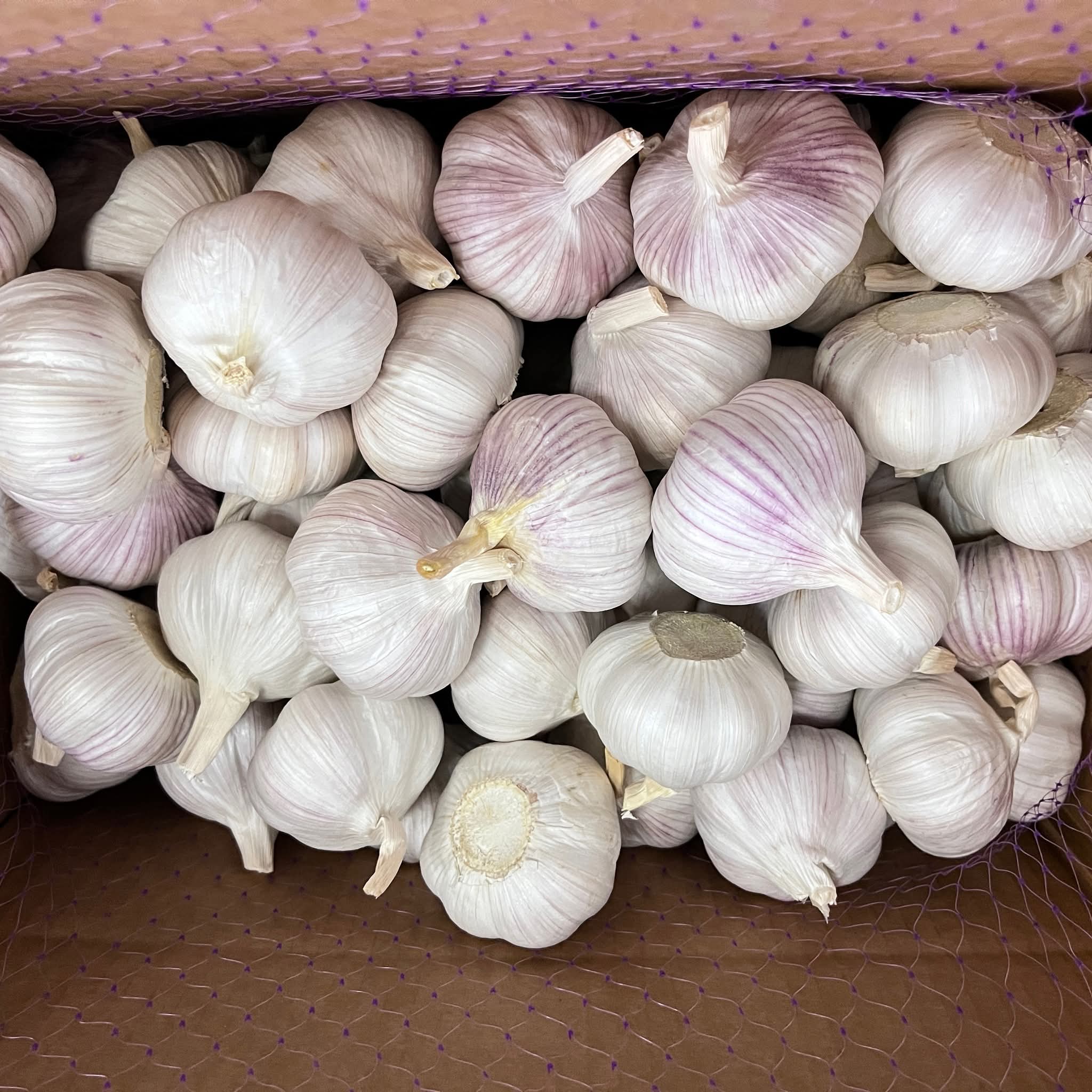 تصویر 1 از قیمت خرید سیر تازه خشک + فروش ویژه