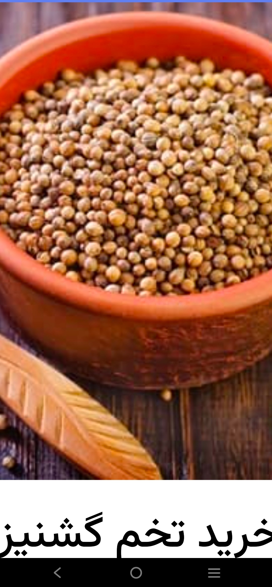 تصویر 1 از خرید عمده بذر گشنیز