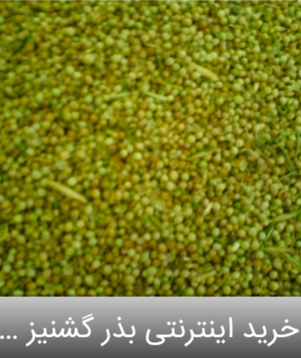 تصویر 2 از عطر و طعم ماندگار در تخم گشنیز خرید اسان