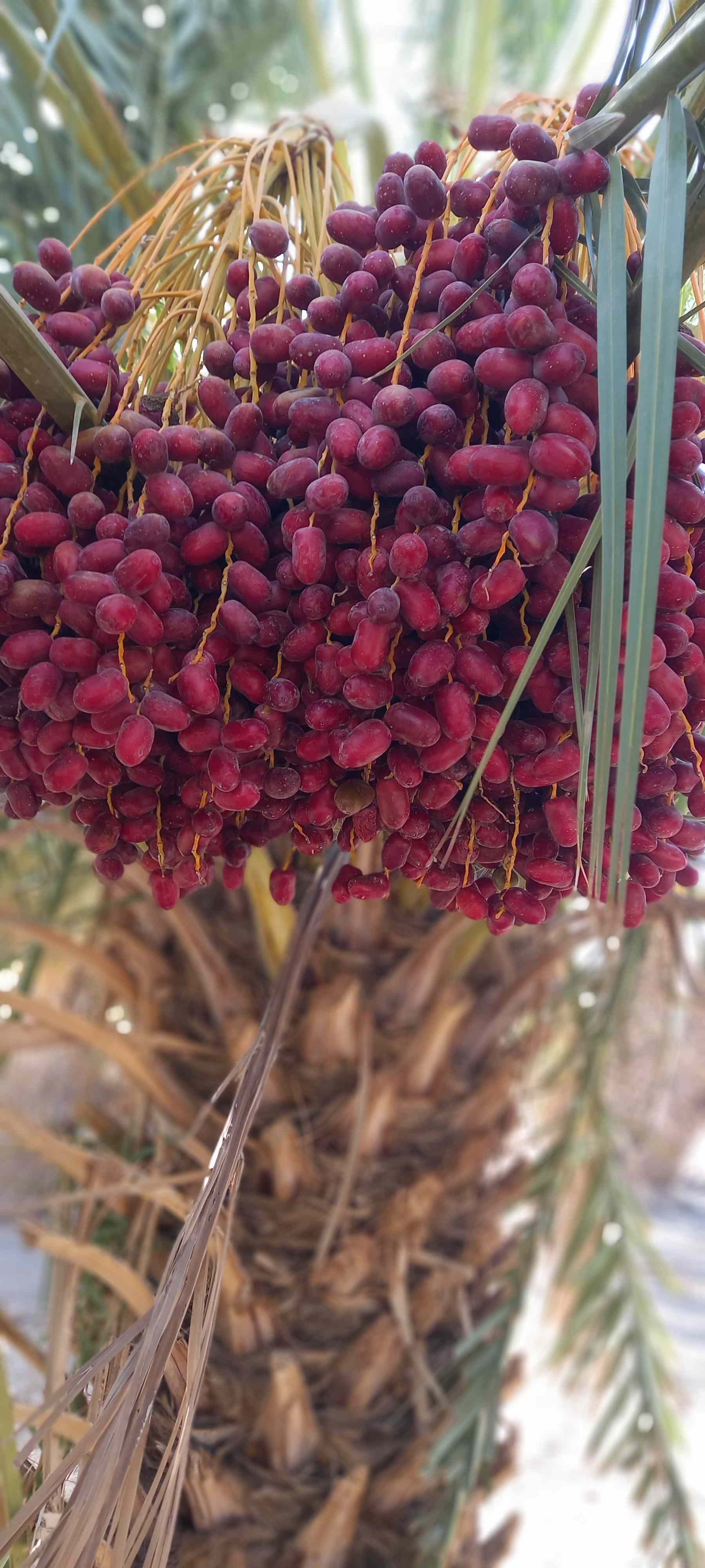 تصویر 1 از خرید و فروش خرما مضافتی ایرانشهر + قیمت‌ عالی