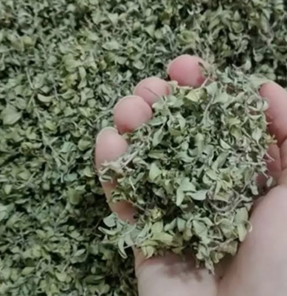 تصویر 3 از فروش عمده کاکوتی اعلا