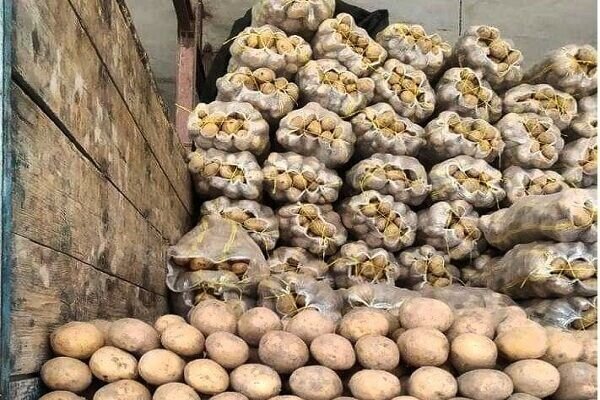 تصویر 1 از سیب‌زمینی صادراتی کیفیت عالی