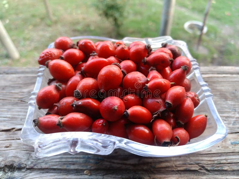 تصویر 2 از فروش عمده میوه نسترن + قیمت رقابتی و کیفیت تضمینی