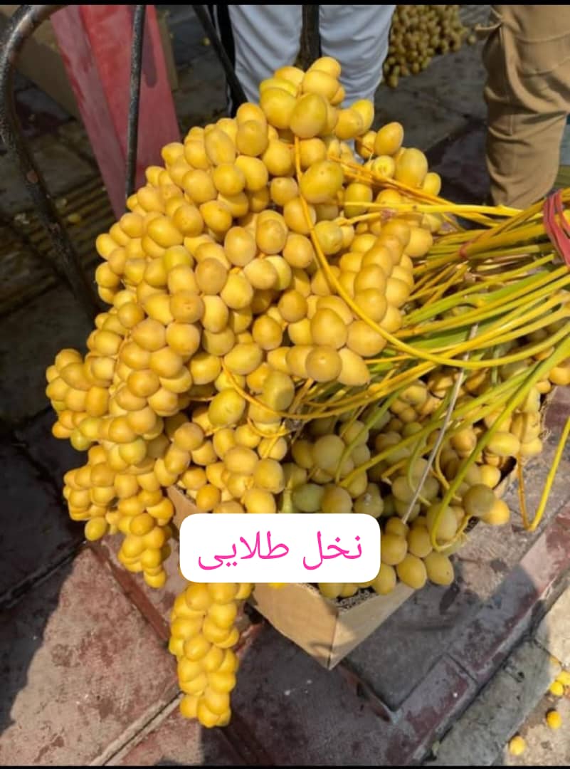 تصویر 1 از خرمای برحی کارون + قیمت منحصر به فرد