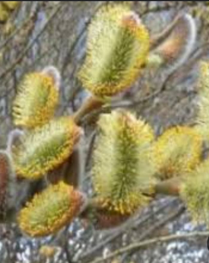 تصویر 4 از خواص بی نظیر گیاه بیدمشک + قیمت استثنایی