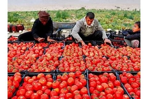 فروش آنلاین رب گوجه فرنگی ۱۰ کیلویی در شیراز
