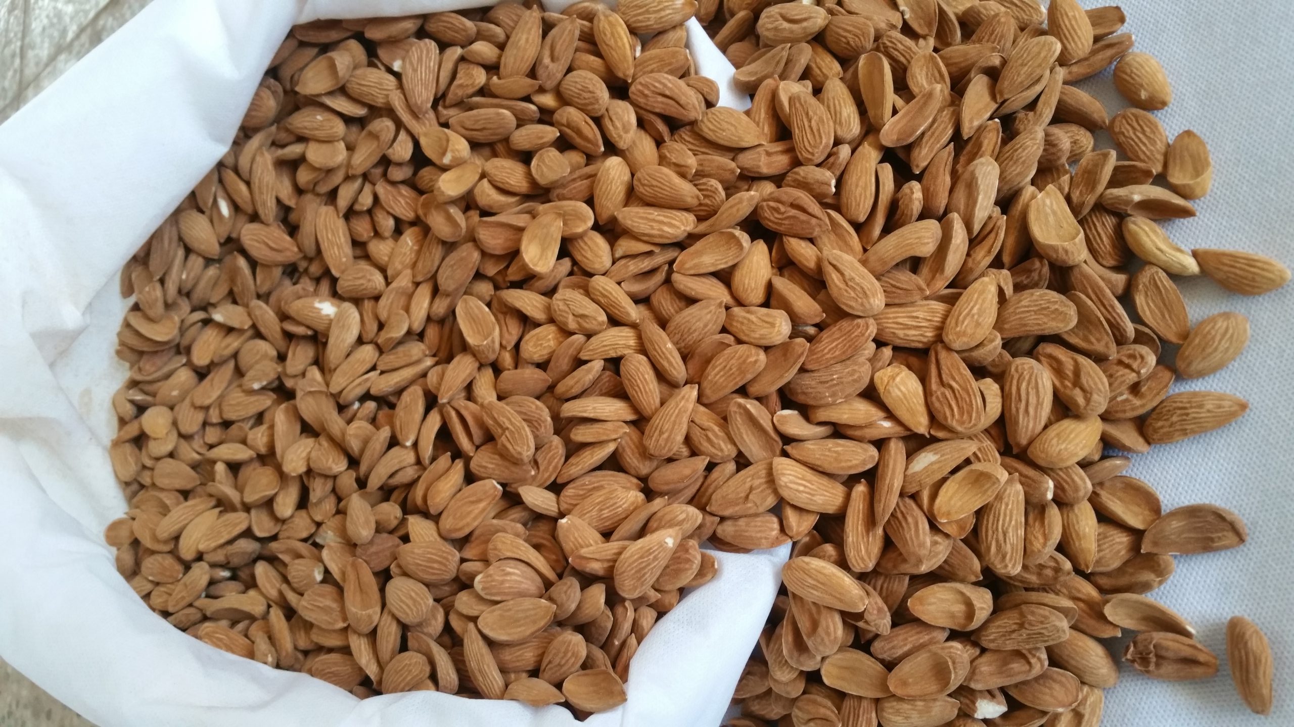 تصویر 1 از قیمت مغز بادام سنگی عمده + فروش  باور نکردنی