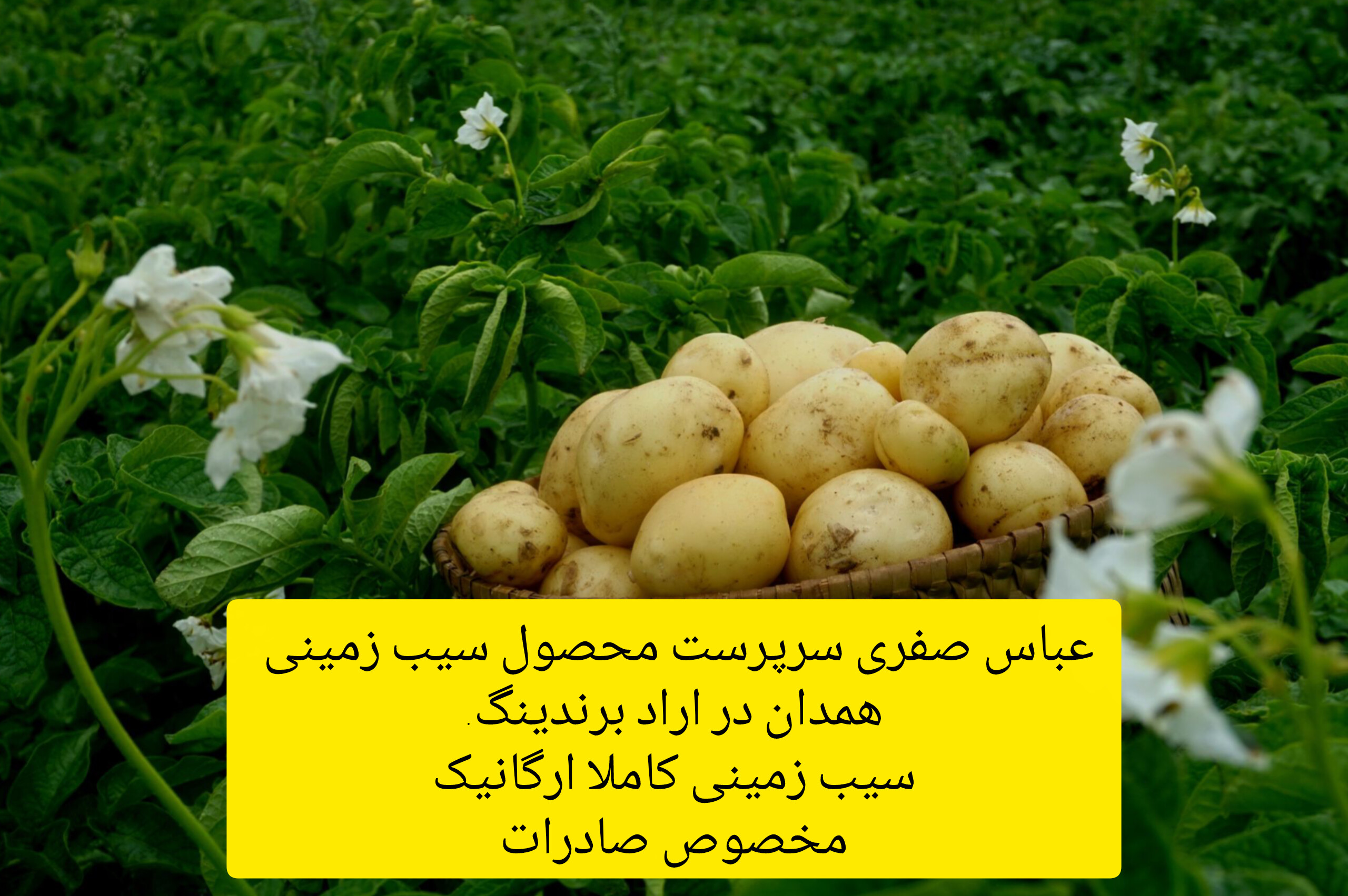 سیب زمینی همدان ساوالان