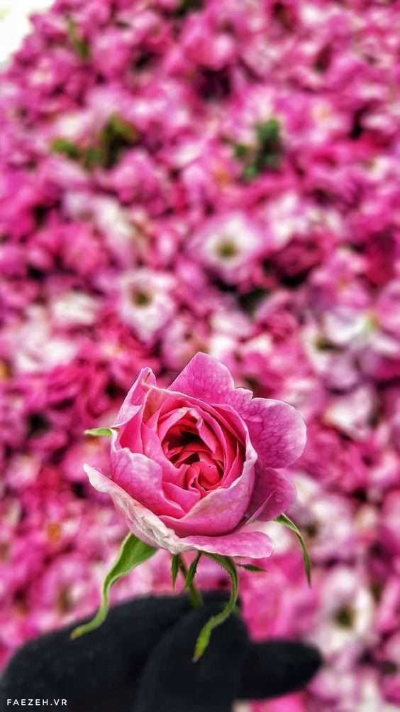تصویر 1 از خرید و فروش غنچه گل محمدی کرمان
