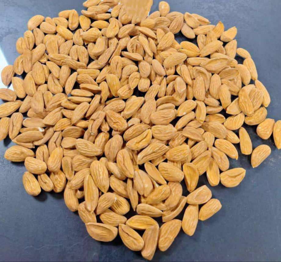 تصویر 4 از خرید اینترنتی بادام محب + خرید عالی