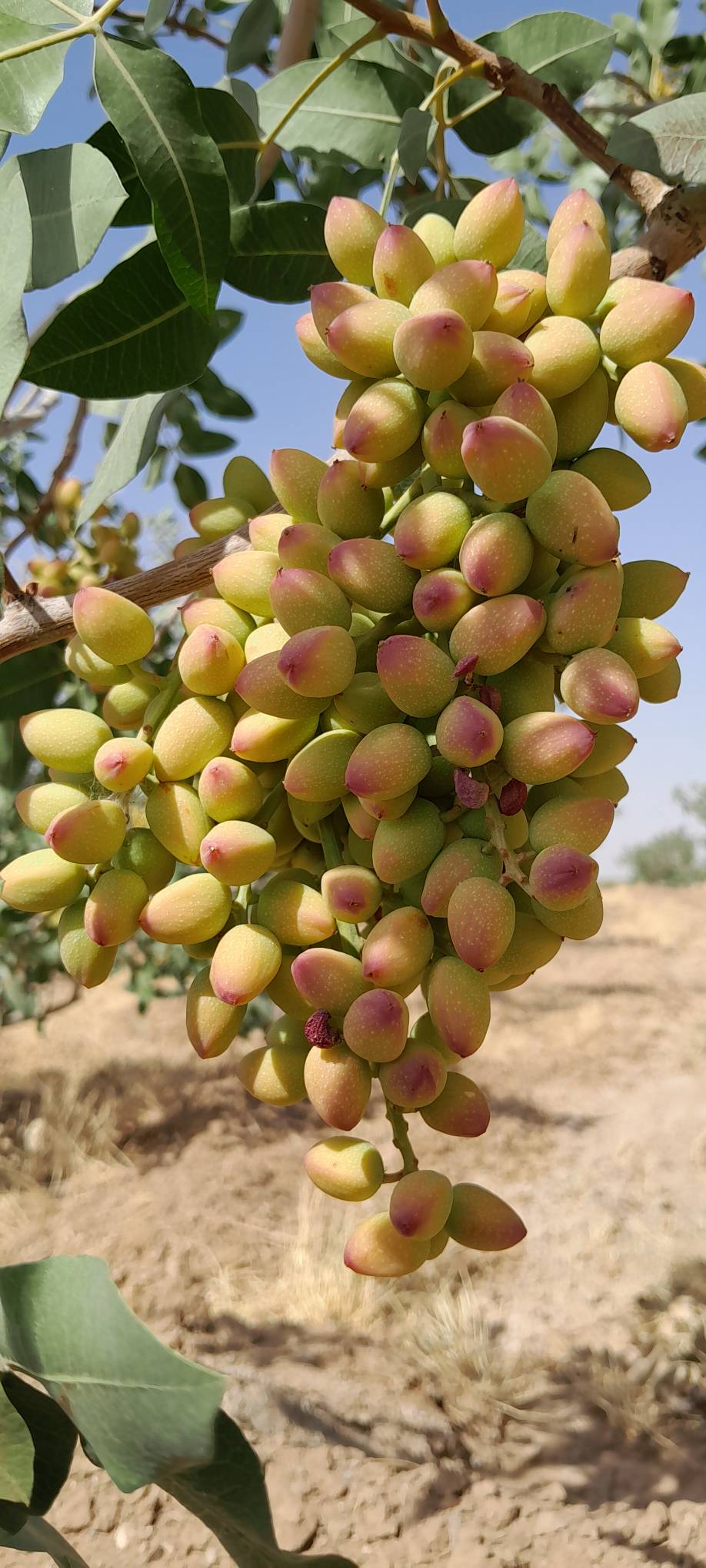تصویر 3 از فروش عمده پسته فندقی درجه یک + قیمت به صرفه و ارزان