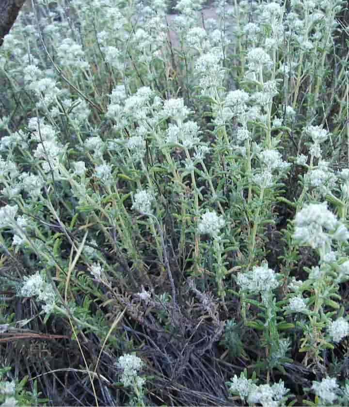 تصویر 5 از گیاه کلپوره اعلا + خرید عمده استثنایی