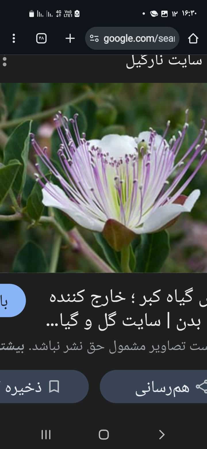 تصویر 4 از گیاه کاپاریس یا کبر + خرید قیمت استثنایی