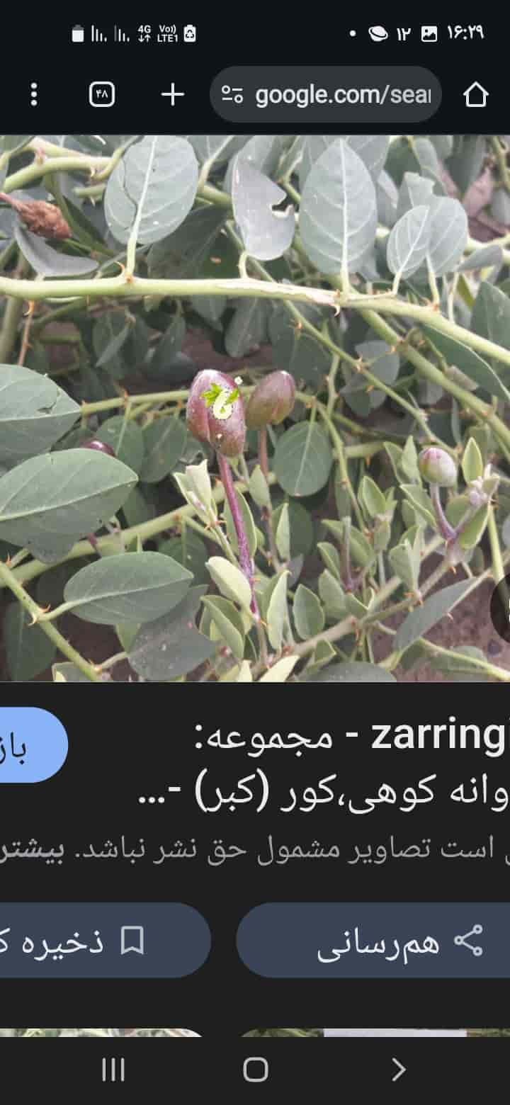 تصویر 3 از گیاه کاپاریس یا کبر + خرید قیمت استثنایی