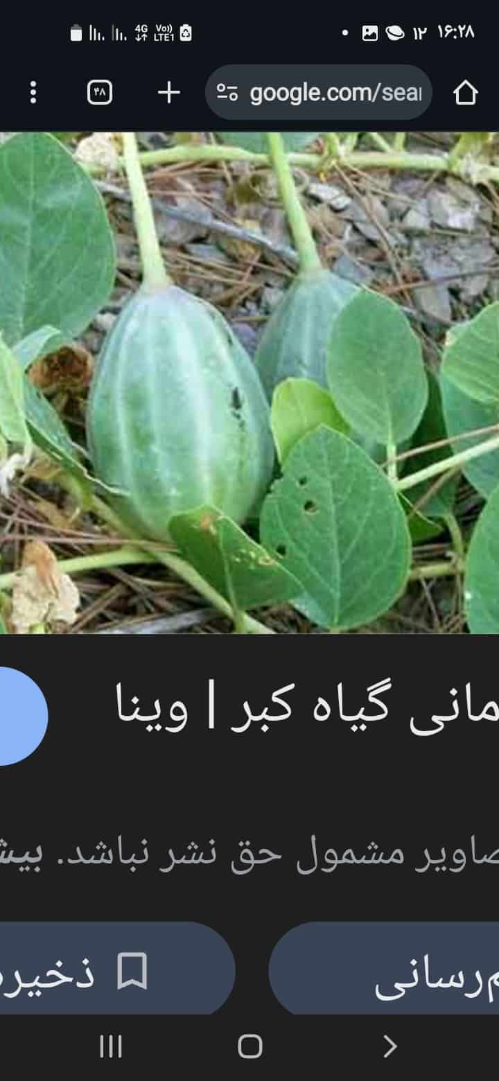 تصویر 1 از گیاه کاپاریس یا کبر + خرید قیمت استثنایی