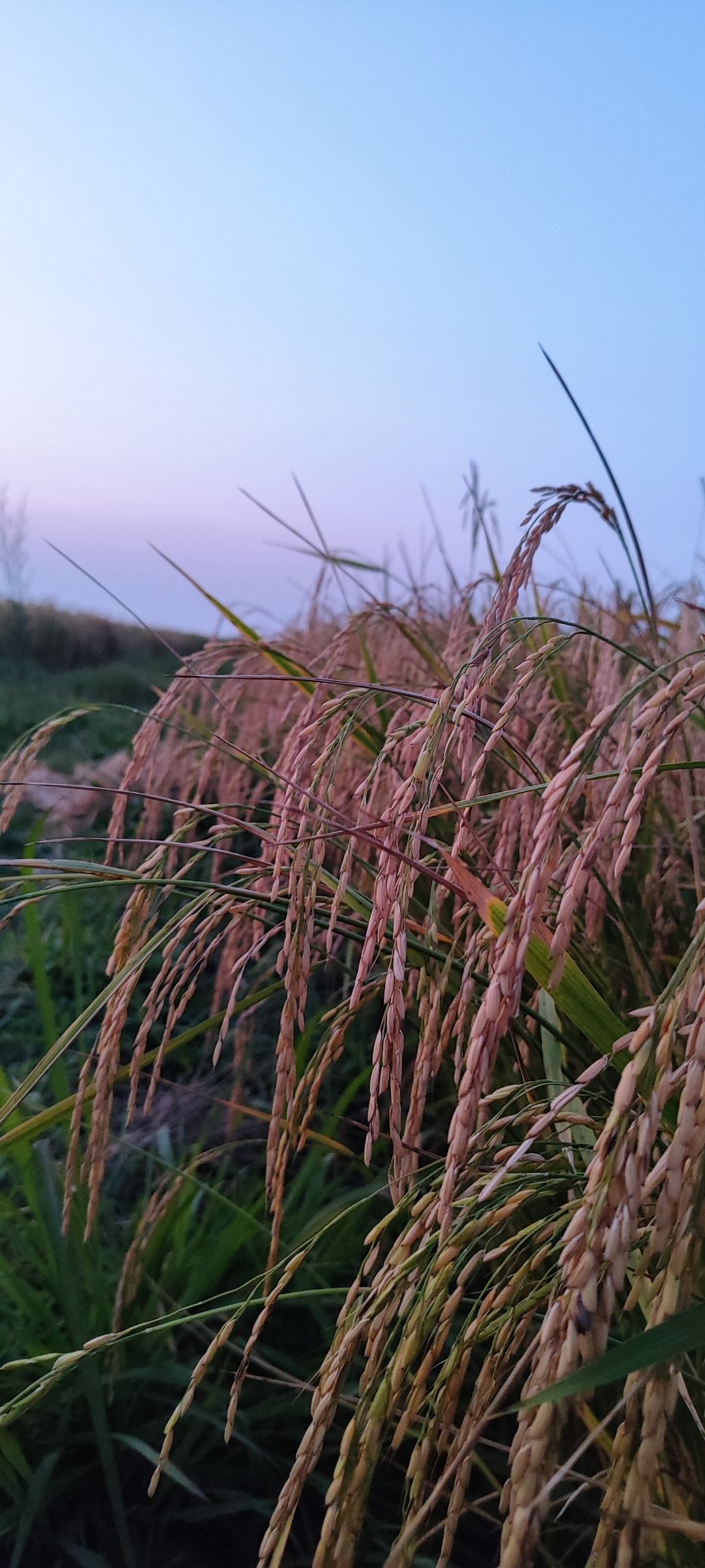 ارسال مستقیم برنج چمپای مرودشت