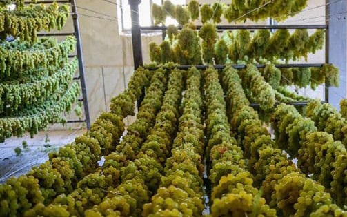 تصویر 1 از خرید مستقیم کشمش سبز از باغدار