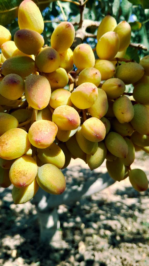 خرید پسته کله قوچی عمده با مغز درشت و طعم بی‌ نظیر + ویژه بازار داخلی و صادراتی