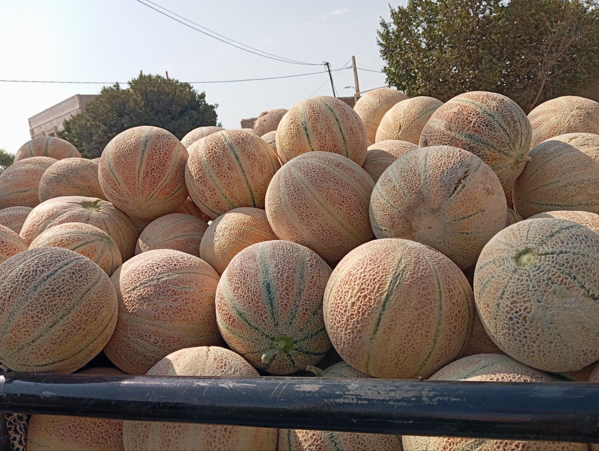 تصویر 1 از طالبی شهر خشکرود