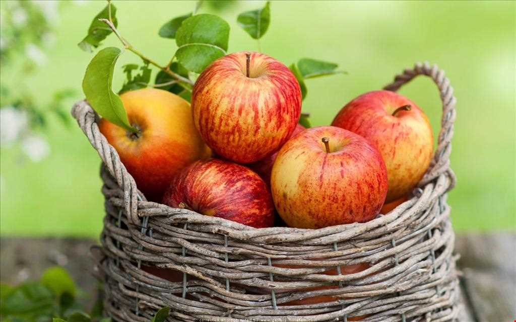 تصویر 5 از قیمت سیب گالا صادراتی دماوند با کیفیت سوپر + فروش عمده