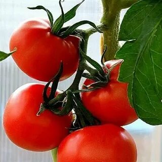 تصویر 5 از قیمت رب گوجه فرنگی در شیراز + فروش استثنایی